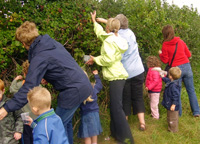 blackberry picking